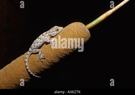 Tarentola mauritanica lizard Marocco Foto Stock