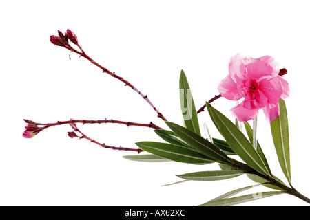 Oleandro fiore, close-up Foto Stock