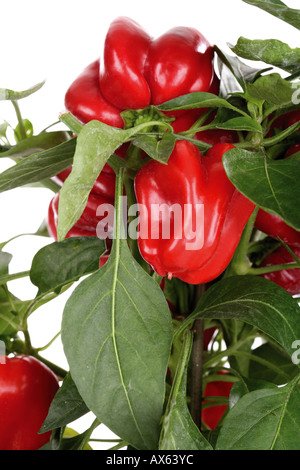 Peperone rosso, Capsicum annuum Foto Stock