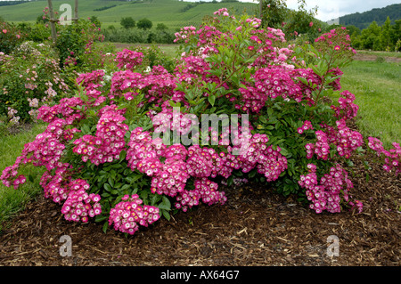 Rosa arbustiva Foto Stock