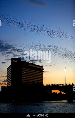 Libera messicano-tailed Bat Foto Stock