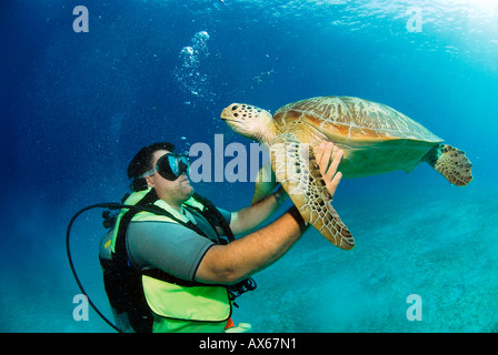 Filippine, subacqueo con turle verde, vista subacquea Foto Stock