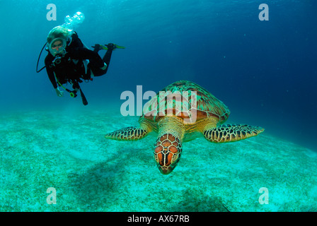 Filippine, subacqueo con turle verde Foto Stock