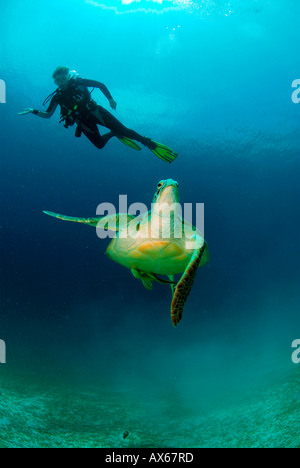 Filippine, subacqueo con turle verde Foto Stock