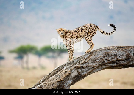 Ghepardo Foto Stock