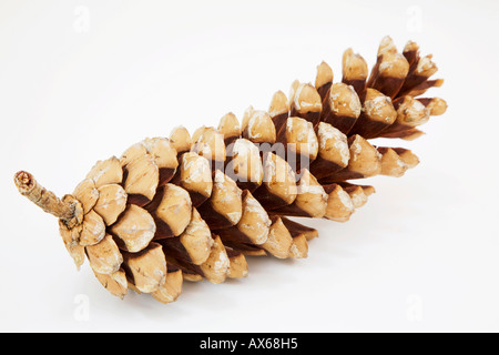 Pigna, close-up Foto Stock