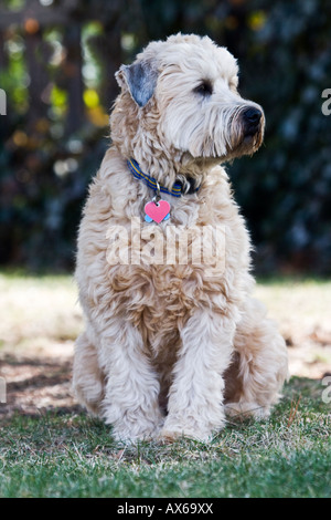 Rivestito di morbida Wheaten Terrier Foto Stock