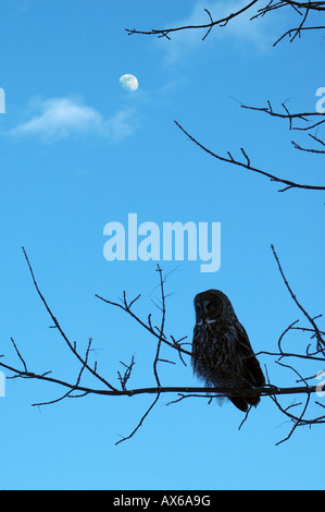 Un grande gufo grigio siede sullaparte superiore di un ramo di albero scouting per i prodotti alimentari Foto Stock