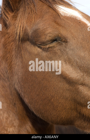 Testa di cavallo ritratto con occhio chiuso e white blaze, zigomo e jowls Foto Stock