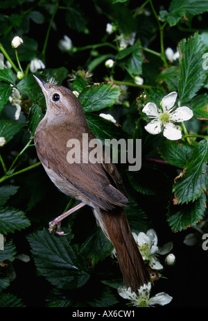 Nightingale Foto Stock