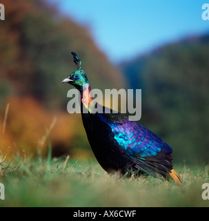 L'Himalayan Monal Pheasant Foto Stock