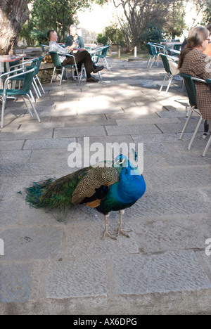 Peacock nel castello di Lisbona Foto Stock