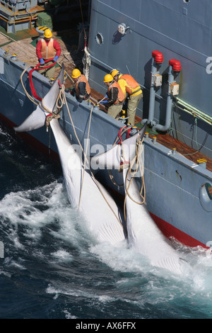 Il harpooning e uccisione di le balene di Minke dalla flotta baleniera del Giappone, Oceano Meridionale 21. 12. 2005 Foto Stock