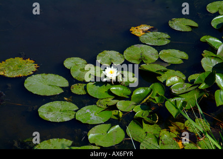 Buckland villaggio nel Surrey in una mattinata estiva laghetto di ninfee lily Nymphaea spec blooming Foto Stock