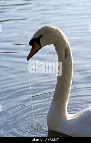 In Swan Lake con lo streaming di acqua che cade dal suo becco Foto Stock