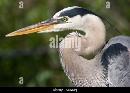 Close-up di grande airone cenerino (Ardea erodiade), Everglades National Park, Florida, Stati Uniti d'America Foto Stock