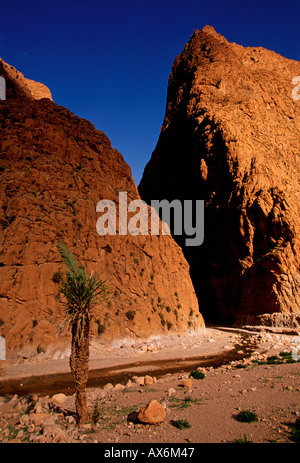 Il letto del fiume, todra gorge, canyon, todgha gorge, Alto Atlante, vicino alla città di tinerhir, Marocco, Africa Foto Stock