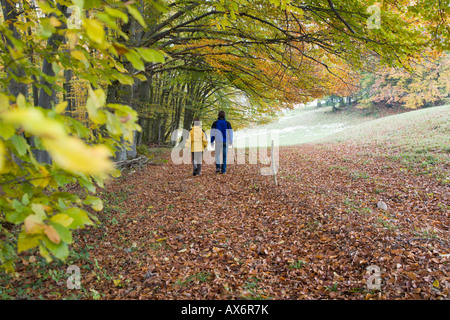 Vista posteriore del giovane passeggiate in foresta Foto Stock
