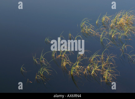 Canne in Loch in Scozia UK Foto Stock