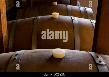 Botti di rovere in cui il vino matura in una cantina italiana messa a fuoco selettiva cantina serie Foto Stock