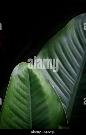 Grosse foglie nella foresta pluviale di Cana, provincia di Darien, Repubblica di Panama. Foto Stock