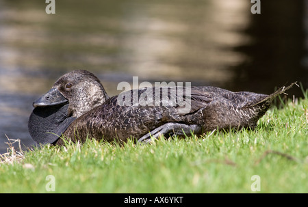 Un muschio di anatra (Biziura lobata) sulle rive del lago di pastore, Perth, Western Australia. Foto Stock