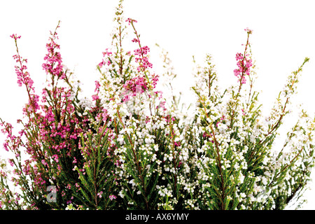 Cross-lasciava heath (Erica tetralix Lande secche) Foto Stock