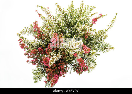 Cross-lasciava heath (Erica tetralix Lande secche) Foto Stock