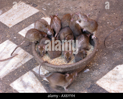 Ratti alimentare a Karni Mata Temple Deshnok in Rajasthan Foto Stock