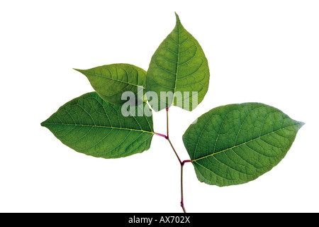 Foglie di knotweed giapponese (Fallopia japanica) Foto Stock