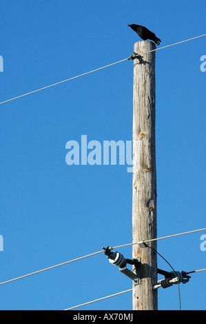 Un uccello cerca di cibo in alto su un palo telefonico Foto Stock