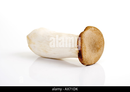 Re tromba (fungo Pleurotus eryngii) Foto Stock