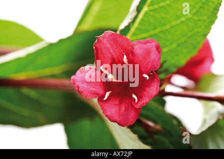 Weigela florida (Bristol Ruby) Foto Stock