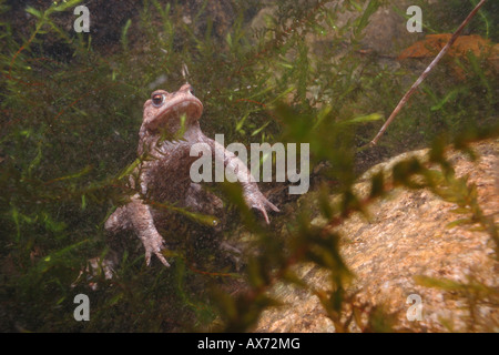 Bufo bufo (rospo comune) maschio nuota nuotare rospo comune maschio subaqueo sottacqua lago s. Agostino Piemonte Italia acqua stagno acqui Foto Stock