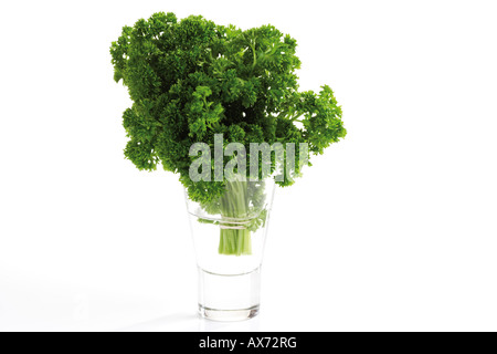 Curley prezzemolo (Petroselinum crispum) in vetro di acqua Foto Stock