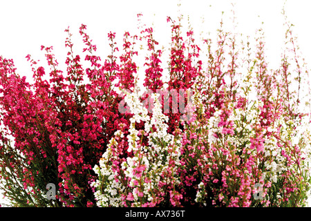 Cross-lasciava heath (Erica tetralix Lande secche) Foto Stock