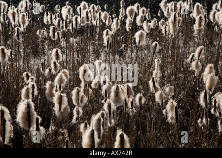 Bullrushes nelle sementi a Heaton Mersey riserva naturale. Heaton Mersey, Stockport, Greater Manchester, Regno Unito. Foto Stock