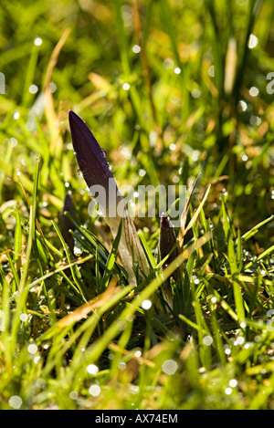 Close up non aperti crocus viola con gocce di rugiada nel giardino prato Foto Stock