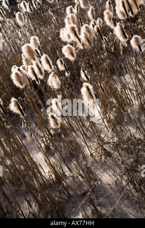 Bullrushes nelle sementi a Heaton Mersey riserva naturale. Heaton Mersey, Stockport, Greater Manchester, Regno Unito. Foto Stock