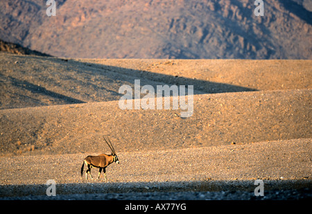 Oryx Gemsbok Oryx gazella in north western Namibia Kaokoveld vicino Purros e il fiume Hoarusib Foto Stock