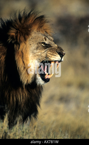 Maschio ruggente Lion nel Parco Nazionale Etosha Namibia Foto Stock