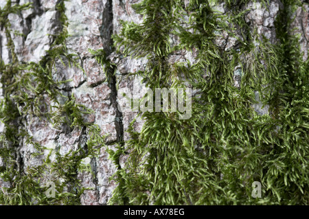 Close up della corteccia di un albero del faggio Fagus aylvatica con moss Foto Stock