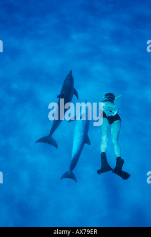 Macchiato atlantico (Delfino Stenella frontalis) donna nuoto con i delfini selvatici subacquea, Grand Bahama banche Bahamas Foto Stock