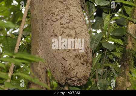 Termite nest Rio Napo fiume in Amazzonia foresta di pioggia nei pressi di Ahuano Mishuallí Ecuador Foto Stock