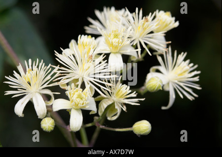 I viaggiatori gioia Clematis vitalba fiori Foto Stock