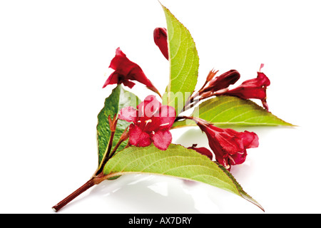 Weigela florida (Bristol Ruby) Foto Stock