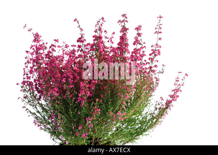 Cross-lasciava heath (Erica tetralix Lande secche) Foto Stock