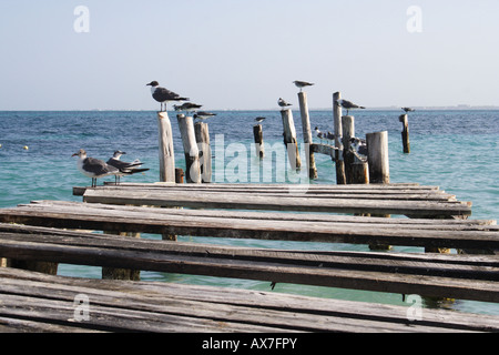 Gabbiani arroccato su di un legno vecchio dock Foto Stock