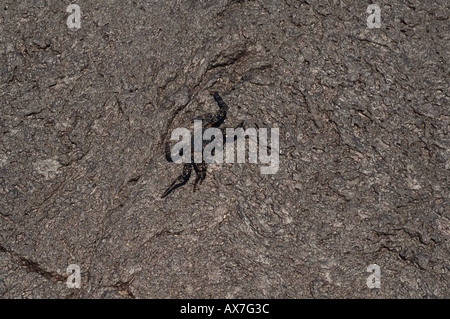 I capretti sally lightfoot crab (Grapsus grapsus) Punta Moreno, Isabela Island, Galapagos, Ecuador, Sud America Foto Stock