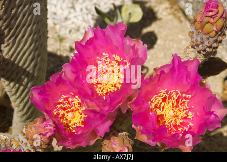 Coda di castoro Cactus che fiorisce in l'alto deserto di Anza Borrego State Park California Foto Stock